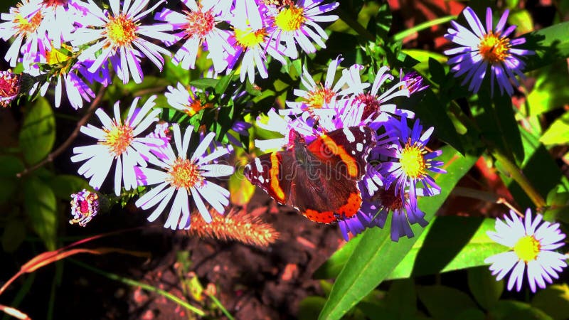 Vanessa atalanta le papillon rouge amiral brillant avec des rayures rouges et des taches blanches sur les ailes collecte le nectar banque de vidéos