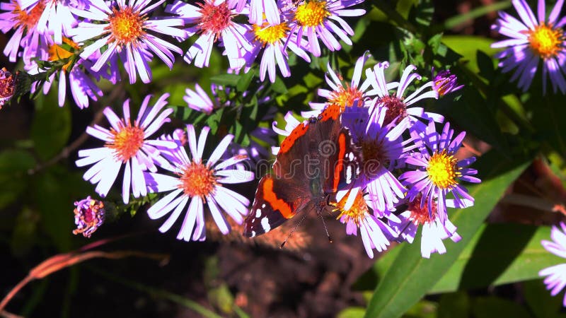 Vanessa atalanta le papillon rouge amiral brillant avec des rayures rouges et des taches blanches sur les ailes collecte le nectar banque de vidéos
