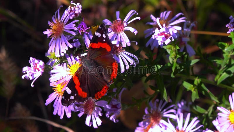 Vanessa atalanta le papillon rouge amiral brillant avec des rayures rouges et des taches blanches sur les ailes collecte le nectar banque de vidéos
