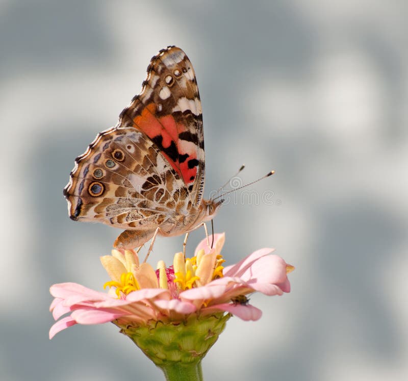 Vanessa cardui butterfly