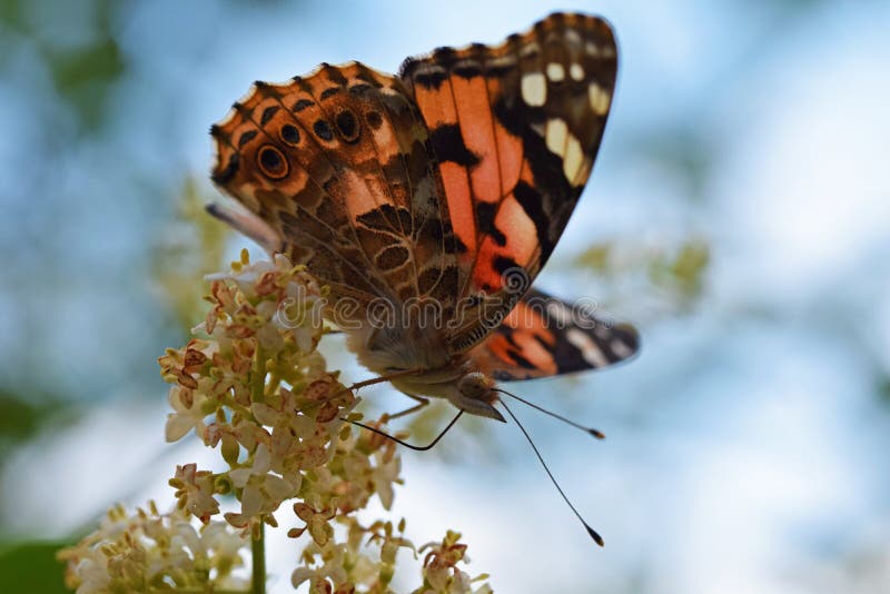 Vanessa cardui de geverfde vrouwe vlindernectar die op bloemenvlies van iran zuigt