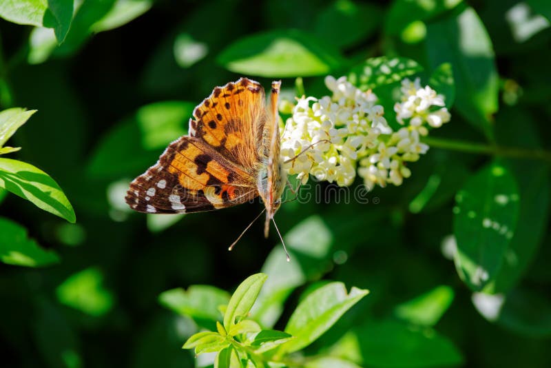 Vanessa cardui known as painted lady butterfly on white flower. Vanessa cardui butterfly, known as the painted lady, on the white flower of a privet hedge stock photography Vanessa cardui known as painted lady butterfly on white flower. Vanessa cardui butterfly, known as the painted lady, on the white flower of a privet hedge stock photography