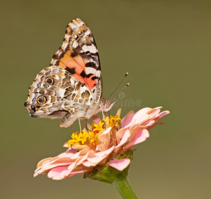 Vanessa cardui, Painted Lady butterfly