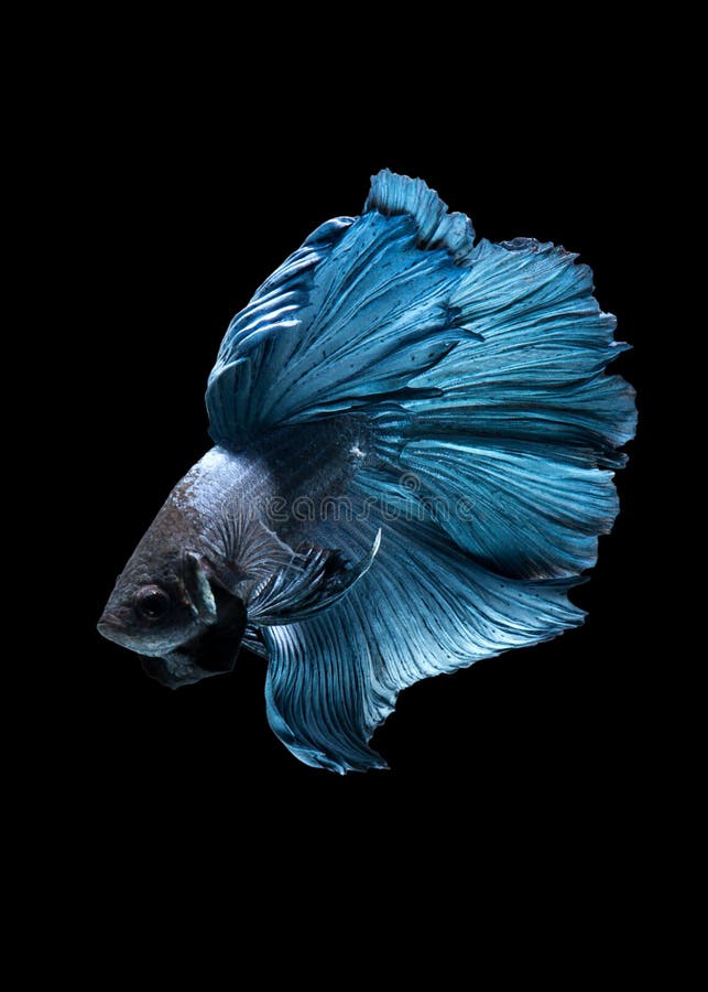 Vang het bewegende ogenblik van blauwe siamese het vechten vissen stock fotografie Vang het bewegende ogenblik van blauwe siamese het vechten vissen stock fotografie