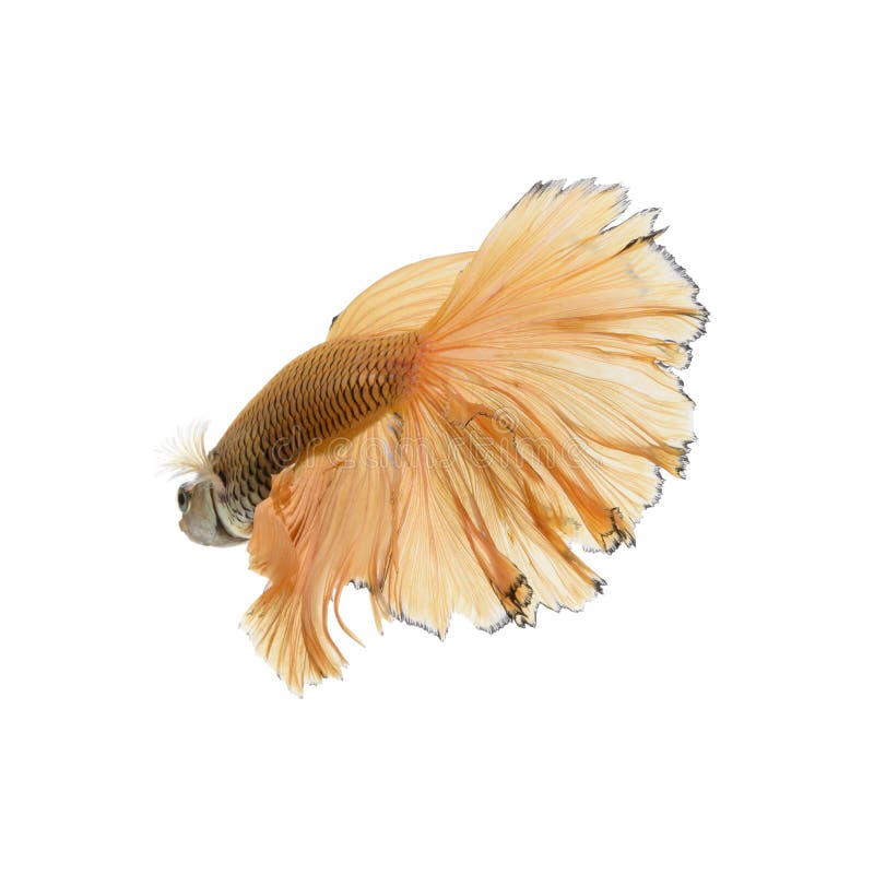 Vang het bewegende ogenblik van gele siamese het vechten vissen stock foto Vang het bewegende ogenblik van gele siamese het vechten vissen stock foto