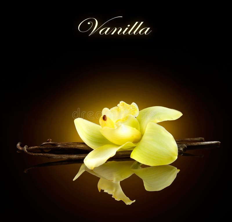 Vanilj Fröskidor och blomma av vanilj arkivbild