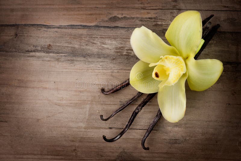 Vaniljfröskidor och blomma royaltyfri bild