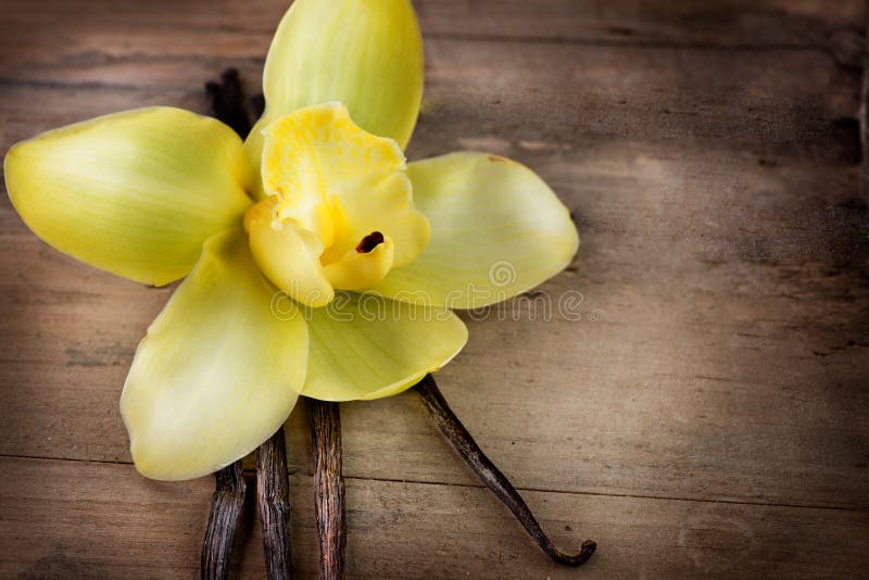 Vaniljfröskidor och blomma arkivbilder
