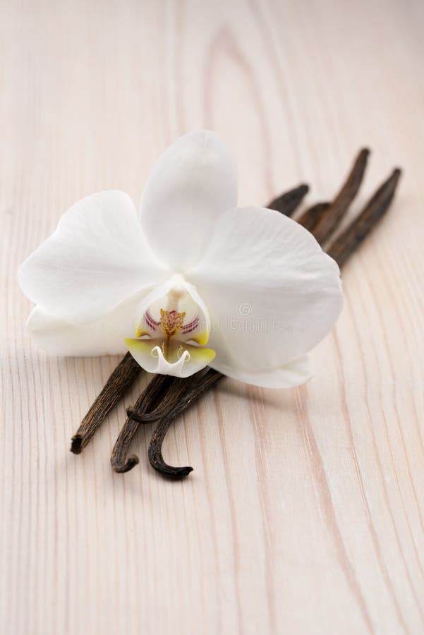 Vaniljfröskidor och blomma arkivbilder