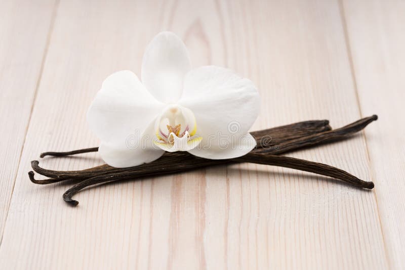 Vaniljfröskidor och blomma arkivfoto