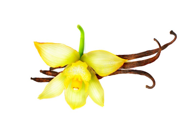Vaniljfröskidor och blomma royaltyfri foto