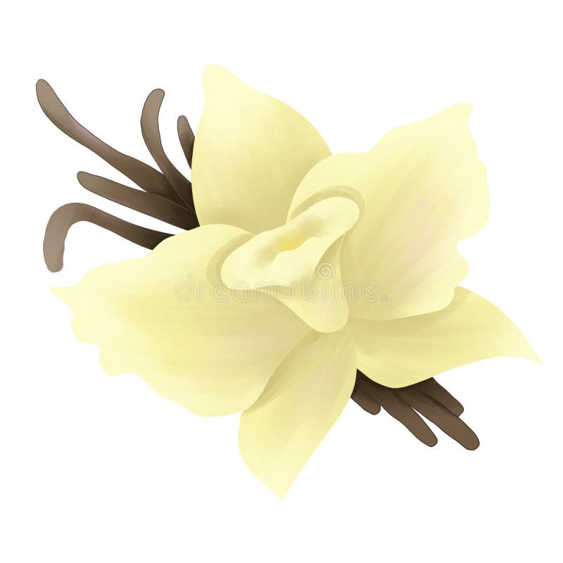 Vanilla Bean and Flower Isolated Stock Image Image of flower, brown