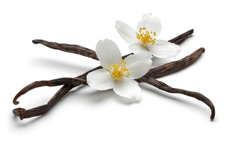 Vanilla Bean with Jasmine Flowers Isolated Stock Photo Image of fruit