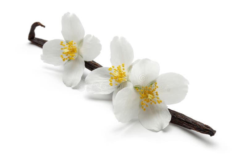 Vanilla Bean With Jasmine Flowers Isolated Stock Photo Image of
