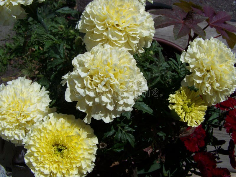Vanilla marigolds