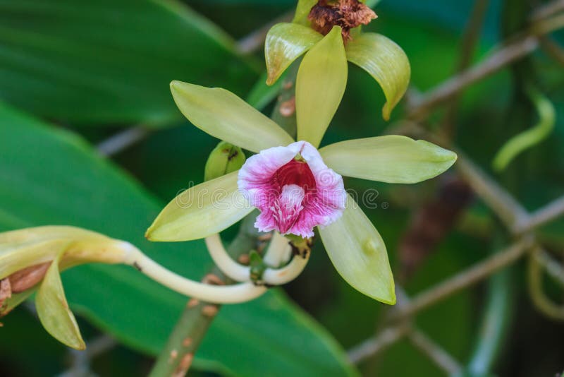 Vanilla pilifera Rare species wild orchids