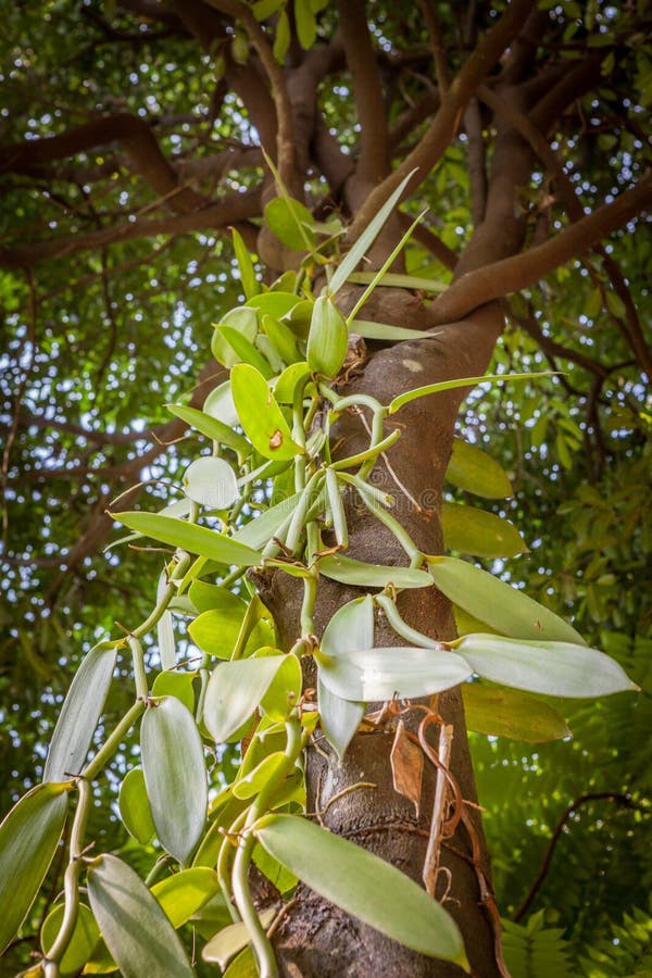 Vanilla Plant and Green Pod in the Forest Tree Stock Image - Image of  gardening, growing: 109807205