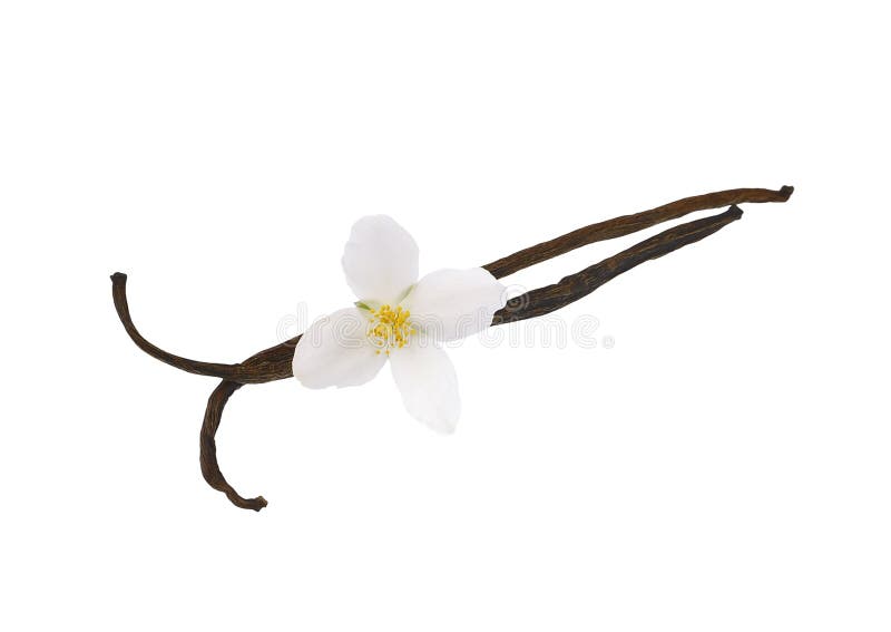 Vanilla pods royalty free stock images