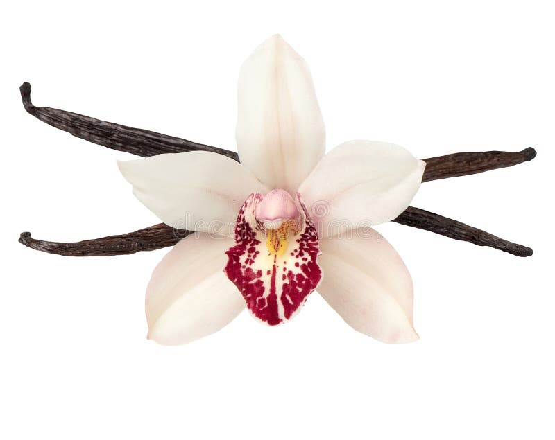 Vanillehülsen und Orchideenköpfchen lokalisiert auf Weiß lizenzfreies stockbild Vanillehülsen und Orchideenköpfchen lokalisiert auf Weiß lizenzfreies stockbild