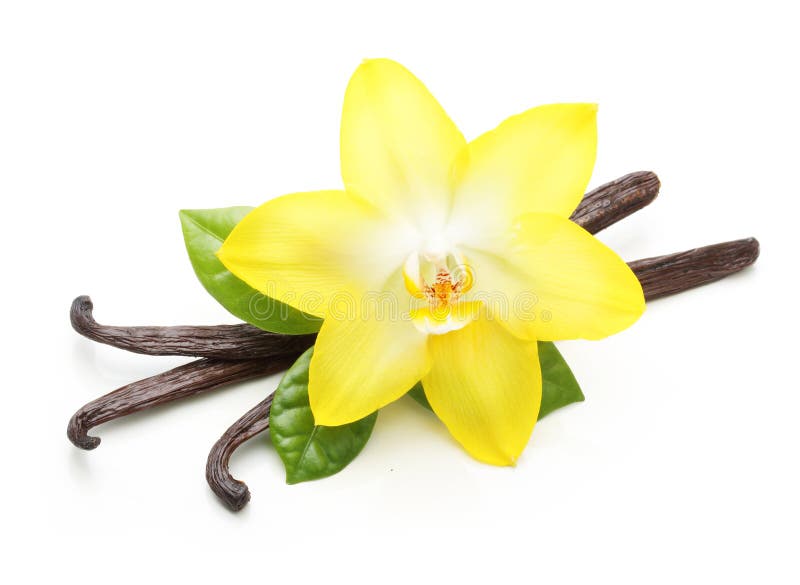 Vanillepeulen en geïsoleerde orchideebloem royalty-vrije stock afbeelding Vanillepeulen en geïsoleerde orchideebloem royalty-vrije stock afbeelding