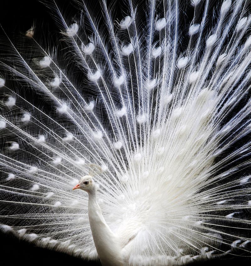 Hermoso blanco pavo real mostrar su vanidad.