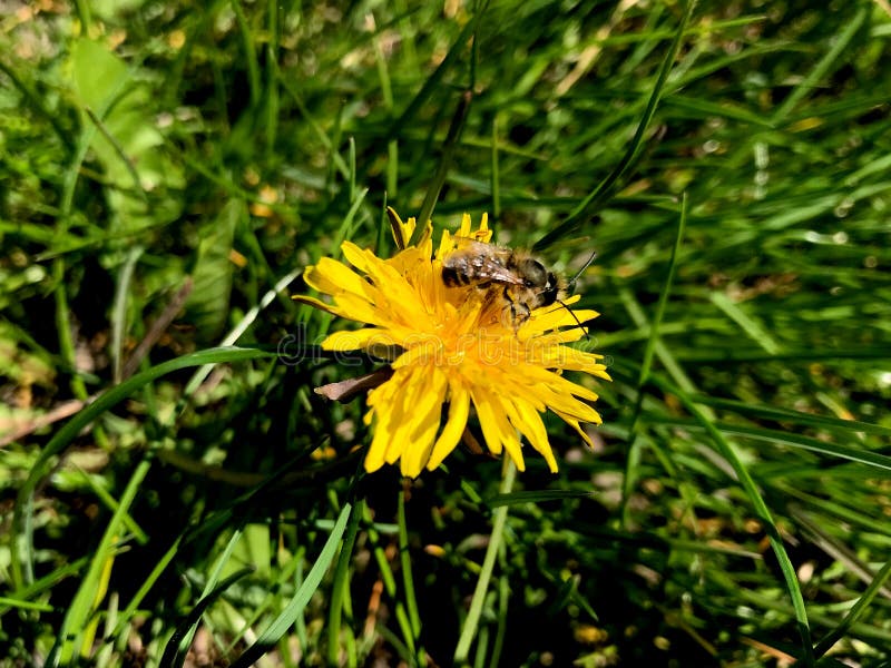Vanlig dandelionblomning med ett bi på den royaltyfria bilder