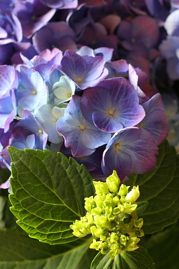 Closeup of the flowers of a hydrangea. Closeup of the flowers of a hydrangea