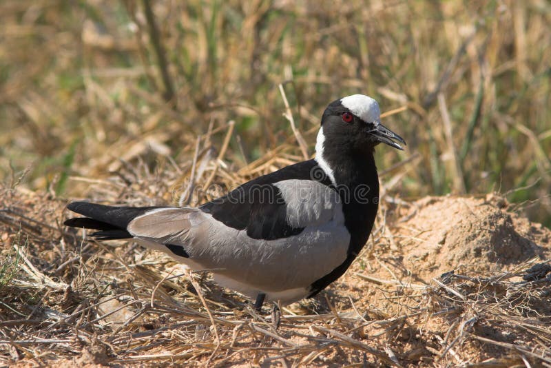 Pluvier forgeur photo stock