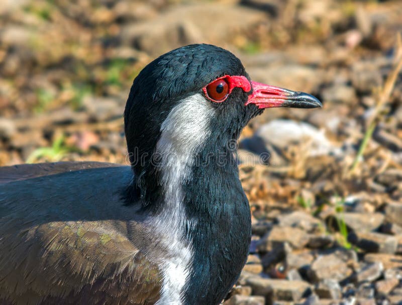 Vanneau huppé Rouge-wattled photos libres de droits Vanneau huppé Rouge-wattled photos libres de droits
