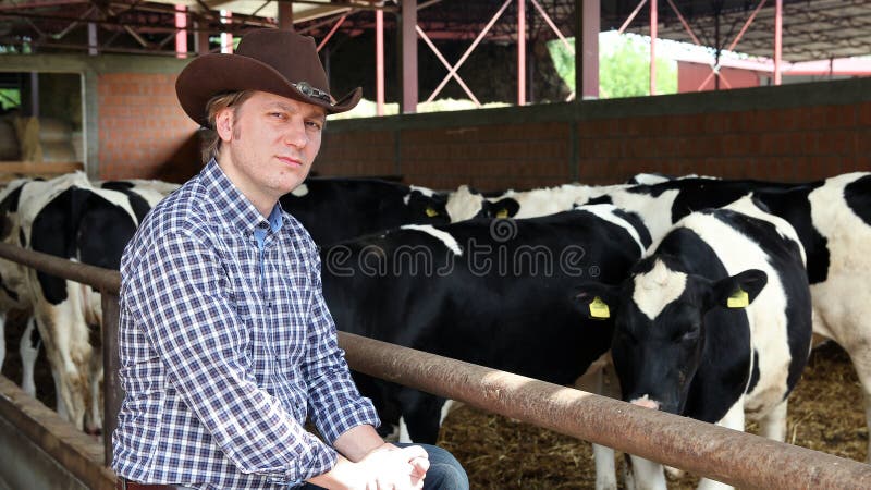 Vaqueiro e vacas foto de stock Vaqueiro e vacas foto de stock