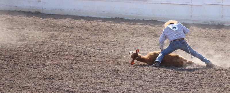 Vaquero roping un becerro en el rodeo imágenes de archivo libres de regalías Vaquero roping un becerro en el rodeo imágenes de archivo libres de regalías