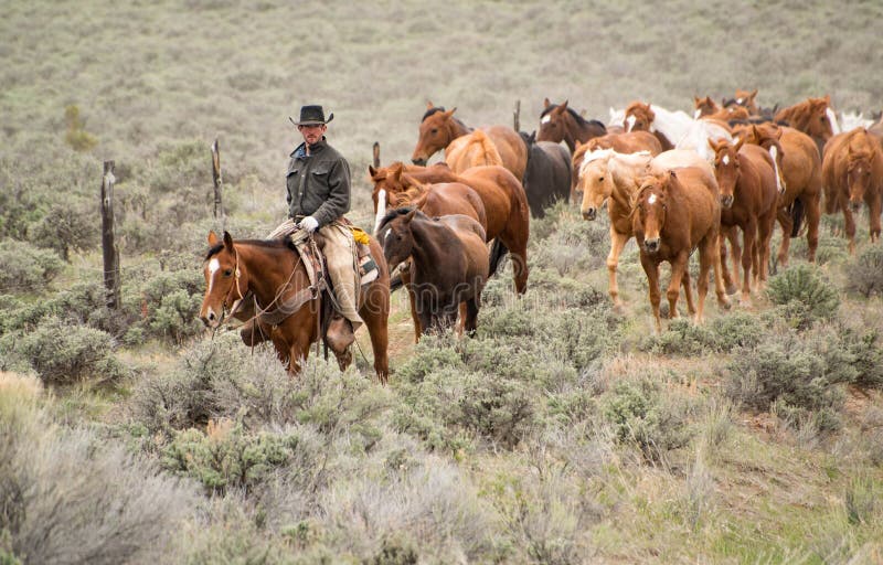 Vaquero Wrangler con el sombrero negro y la manada principal del caballo del alazán de caballos a través de la pradera de la arte foto de archivo Vaquero Wrangler con el sombrero negro y la manada principal del caballo del alazán de caballos a través de la pradera de la arte foto de archivo
