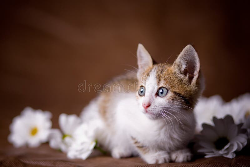 Jogos Do Gatinho Em Uma Grama Verde Imagem de Stock - Imagem de animais,  gato: 36791029