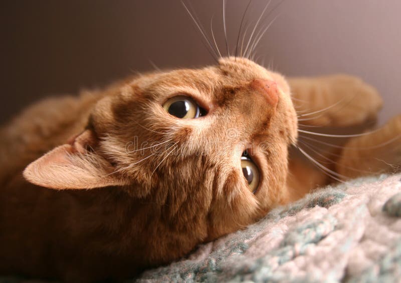 Orange tabby cat, closeup of face, upside down. Orange tabby cat, closeup of face, upside down.