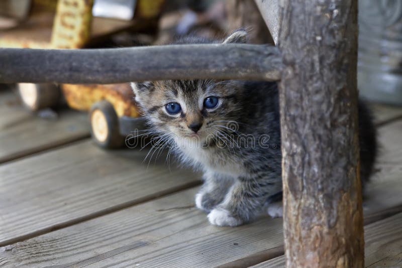 Foto de Gato Preto E Branco Novo Pequeno Bonito Do Tigre Com Os Olhos Azuis  Que Estão Em Pés Traseiros Menina Com Os Jogos Da Mão Do Lápis Com Gato e  mais