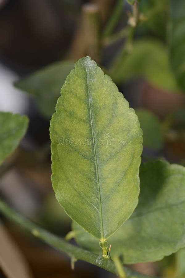 Var cheie. Frunză de var cu frunze latine citrus aurantiifolia