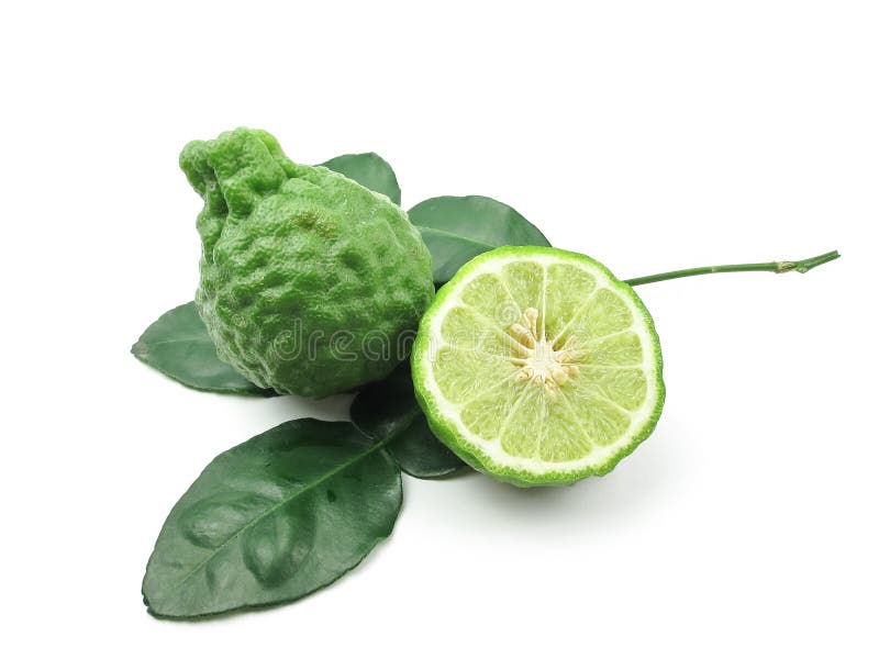 Var nestins cu frunze royalty free stock photos