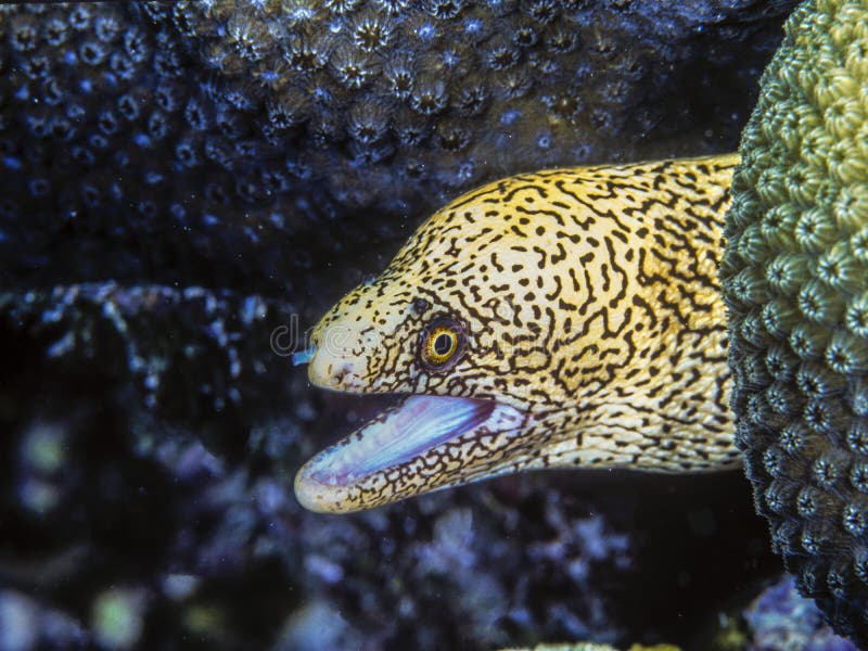 Vara dourada do Moray no recife de corais fotografia de stock Vara dourada do Moray no recife de corais fotografia de stock