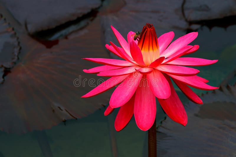 Varaa Honeby en stor rosa näckros royaltyfri fotografi
