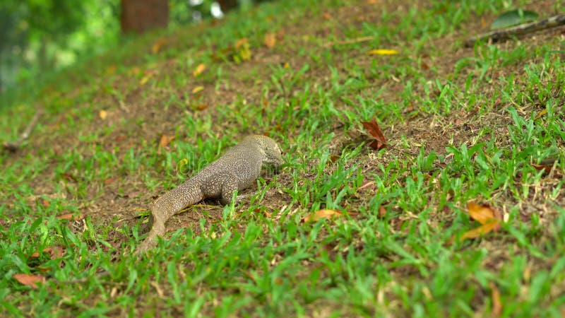 Varan-Eidechse auf einer Wiese in einem tropischen Park