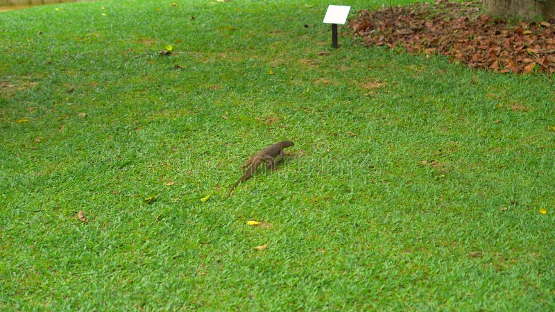 Varan-Eidechse auf einer Wiese in einem tropischen Park