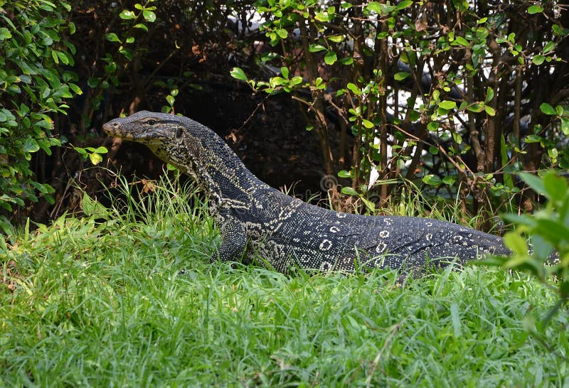 Varanus salvator lizenzfreies stockfoto Varanus salvator lizenzfreies stockfoto