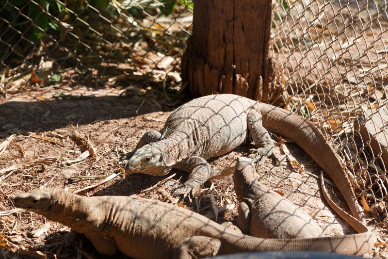 Varanus salvator Detail stockfotografie Varanus salvator Detail stockfotografie