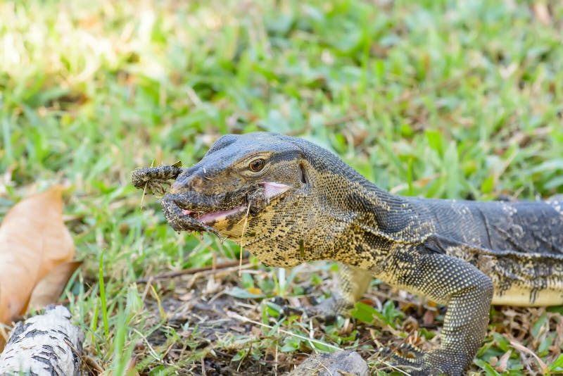 384 Lizard Eating Frog Stock Photos Free & RoyaltyFree Stock Photos