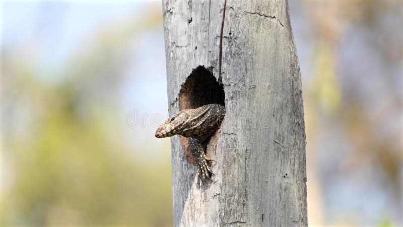 Varanus, un moniteur d'eau furtif asiatique banque de vidéos