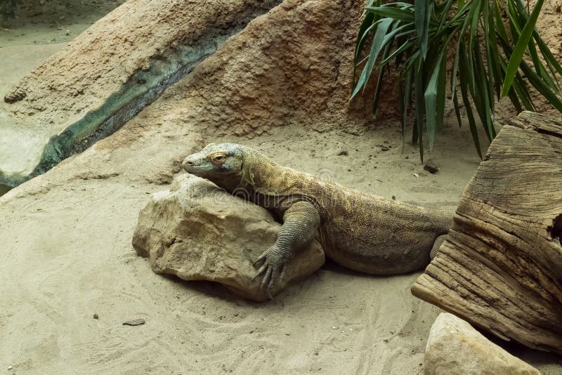 Varanuskomodoensis die van de Komododraak op rots rusten royalty-vrije stock foto Varanuskomodoensis die van de Komododraak op rots rusten royalty-vrije stock foto