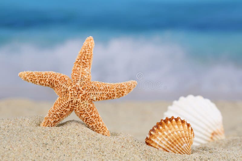 Vare la escena en verano el vacaciones con las cáscaras y las estrellas, poli del mar fotos de archivo libres de regalías Vare la escena en verano el vacaciones con las cáscaras y las estrellas, poli del mar fotos de archivo libres de regalías