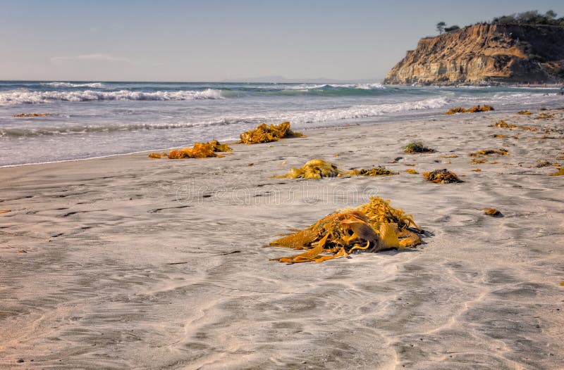 Varech sur la plage, Del Mar California photos libres de droits Varech sur la plage, Del Mar California photos libres de droits