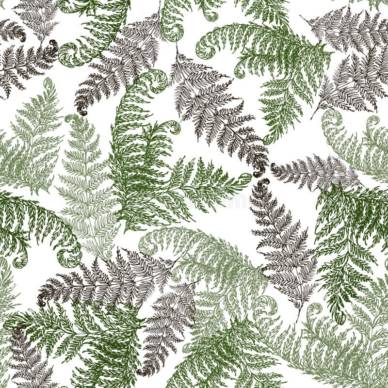 Varenkruiden, het tropische bos naadloze vector verpakkende document van installatiebladeren Modern kruidenpatroon Adelaarsvareng stock illustratie Varenkruiden, het tropische bos naadloze vector verpakkende document van installatiebladeren Modern kruidenpatroon Adelaarsvareng stock illustratie