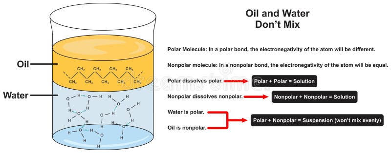 Why oil and water dont mix infographic diagram. for chemistry science education. atom polar nonpolar bond. electronegativity solution suspension. hydrophobic effect. vector chart. illustration scheme. Why oil and water dont mix infographic diagram. for chemistry science education. atom polar nonpolar bond. electronegativity solution suspension. hydrophobic effect. vector chart. illustration scheme